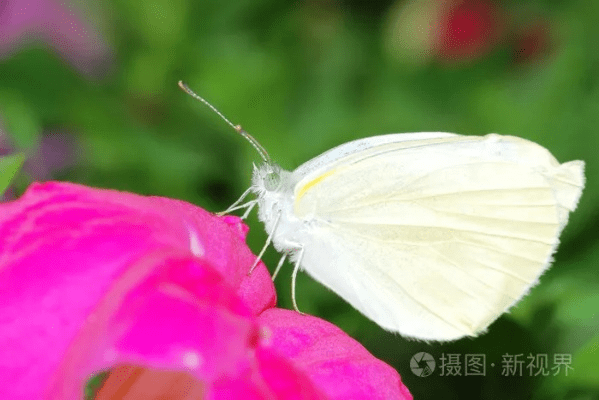 粉蝶下载官方，创新设计执行XR1_v10.908免费下载与安装指南