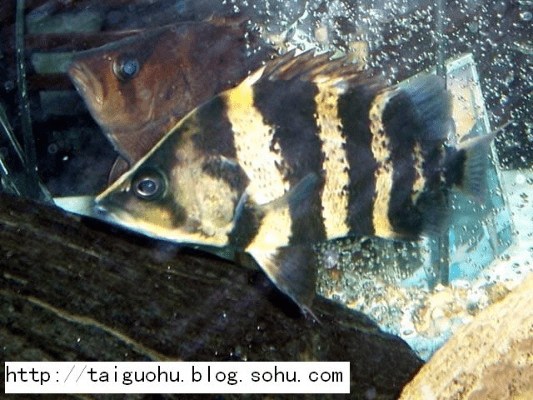 虎鱼官方下载,确保解释问题_GT_v7.138