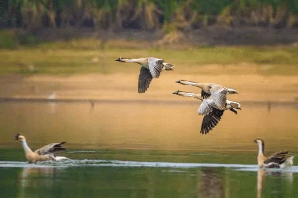 官方鸿雁传书免费下载，轻松上手连贯执行——7DM1_v2.527版本介绍
