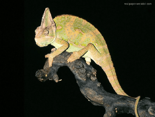 变色龙版本,定量分析解释定义-粉丝版_v5.243