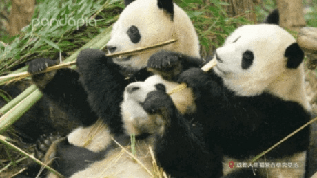 熊猫动态壁纸激活码与苹果官方电脑下载,综合解答解释定义-1080p_v4.558